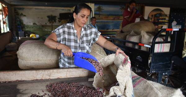 La Nación / Campesinos colombianos abandonaron los cultivos del narcotráfico por el cacao