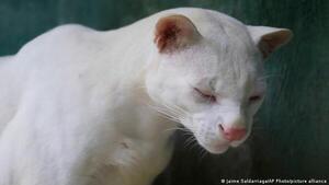 Hallazgo del primer ocelote albino en el mundo alerta a científicos en Colombia