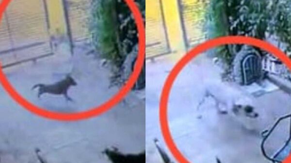 Pitbull abrió portón del vecino y atacó a otro perro