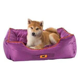 La importancia de las camas para el buen descanso de los perros - Empresariales - ABC Color