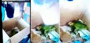 [VIDEO] ¿Hasta cuándo? Viralizan video de un hombre garroteando a un lorito