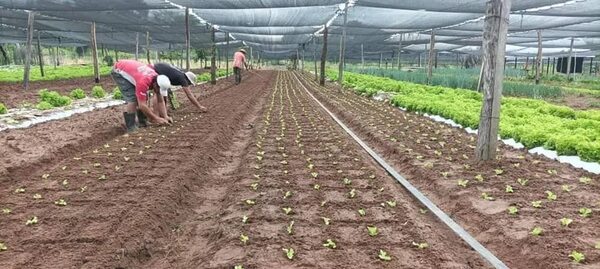 Mansa lluvia beneficia a productores de autoconsumo y hortalizas en Paraguarí - Nacionales - ABC Color