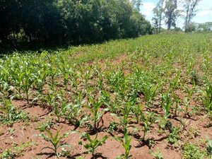 Productores pierden cultivos a causa de la sequía y reclaman plan de contingencia - Nacionales - ABC Color