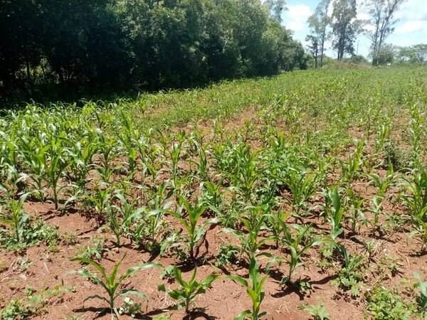 Productores pierden cultivos a causa de la sequía y reclaman plan de contingencia - Nacionales - ABC Color