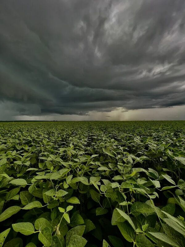 Soja, con buen pronóstico tras lluvias en Alto Paraná - ABC en el Este - ABC Color