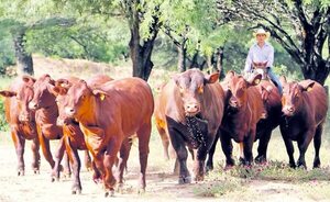 Hato ganadero nacional cayó casi 800.000 cabezas en dos años - Nacionales - ABC Color