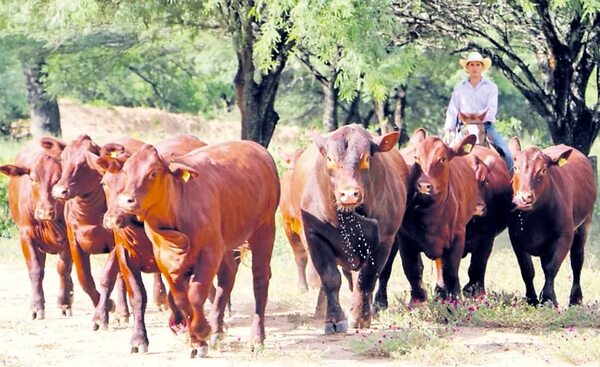 Hato ganadero nacional cayó casi 800.000 cabezas en dos años - Nacionales - ABC Color