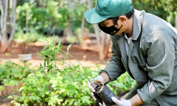 Vivero de Itaipú produjo más de 1.000.000 de plantines de especies nativas durante el 2022 – Diario TNPRESS