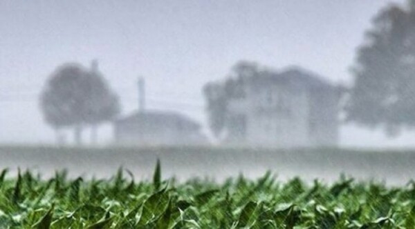 Lluvia salvadora para el campo | 1000 Noticias