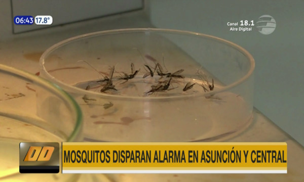 Mosquitos disparan alarma en Asunción y Central | Telefuturo
