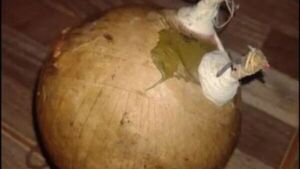 Niños encontraron una bomba casera y casi le prendieron fuego