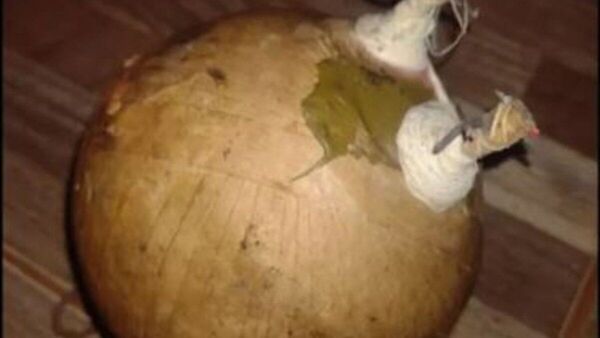 Niños encontraron una bomba casera y casi le prendieron fuego