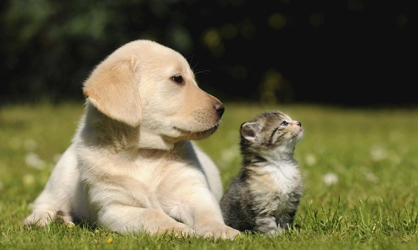 Lidiar con pulgas y garrapatas en perros y gatos | Telefuturo