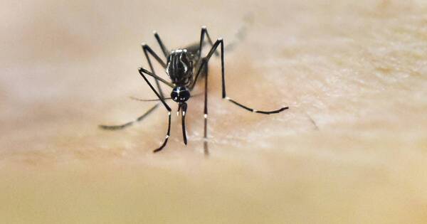 La Nación / Chikungunya: Salud confirma 1.000 casos y declara alerta roja en Limpio y Roque Alonso