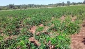 Esperada lluvia beneficia a la producción agrícola - Nacionales - ABC Color