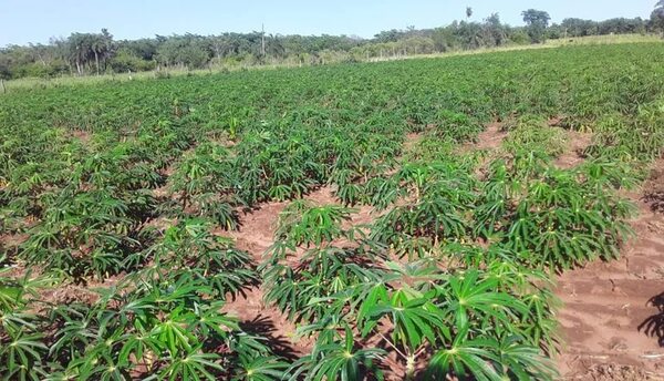 Esperada lluvia beneficia a la producción agrícola - Nacionales - ABC Color