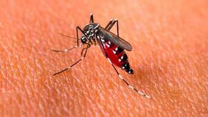 Alerta roja en Limpio y Roque Alonso por casos de Chikungunya