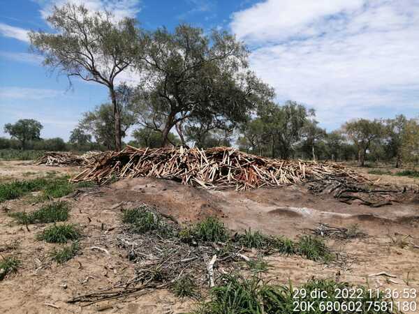 Diario HOY | Denuncian criminal deforestación e invasión en tierras del IPS en el Chaco