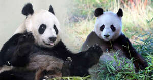 Diario HOY | Reino Unido devolverá a China sus únicos pandas tras 12 años sin procrear