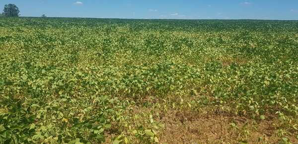 850.000 hectáreas de soja están en pleno desarrollo en Alto Paraná - Noticde.com