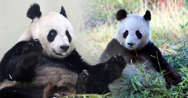Reino Unido devolverá a China sus únicos pandas tras 12 años sin procrear - Radio Imperio