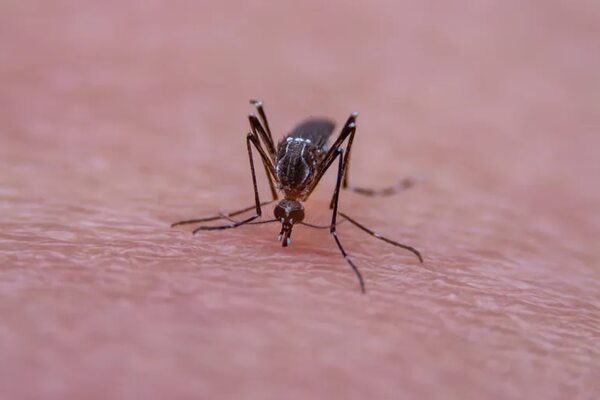 Chikungunya supera al dengue en casos, manifiesta Salud - Nacionales - ABC Color