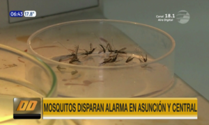 Mosquitos disparan alarma en Asunción y Central - Paraguaype.com