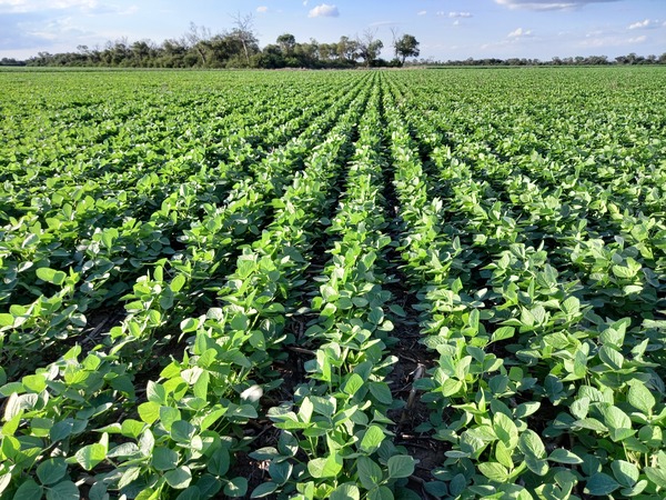 Productores de soja esperan buen rendimiento en la presente zafra - La Clave