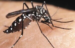 Paraguay: chikunguña, con mayor dispersión - Nacionales - ABC Color