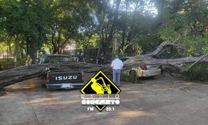 Frondoso árbol cae sobre vehículos en el IPS de CDE