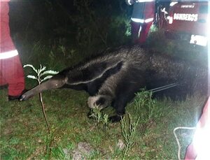 Carapeguá: bomberos rescatan un oso hormiguero y lo liberan en humedales del Ypoá - Nacionales - ABC Color