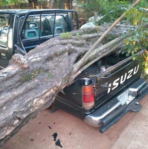 Frondoso árbol cae sobre dos vehículos en IPS de Ciudad del Este - ABC en el Este - ABC Color