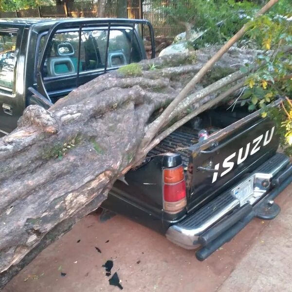 Frondoso árbol cae sobre dos vehículos en IPS de Ciudad del Este - ABC en el Este - ABC Color