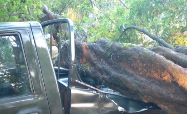 Autos dañados por caída de árbol en IPS de CDE