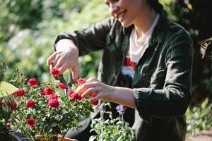 Cinco mejores plantas para crecer a pleno sol