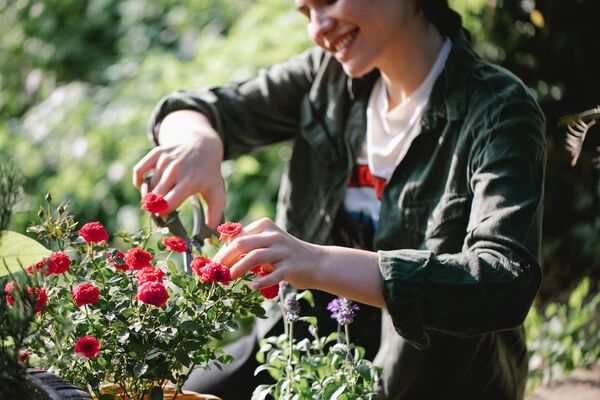 Cinco mejores plantas para crecer a pleno sol