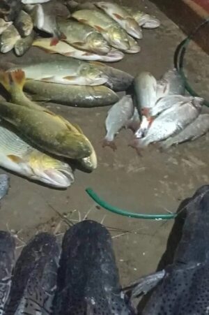Exigen celeridad en investigación sobre mortandad de peces en el Tebicuarymí - Nacionales - ABC Color