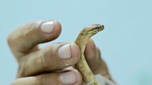 La boa enana, la nueva serpiente descubierta en Ecuador