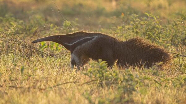 Oso hormiguero es rescatado tras presuntamente huir de cazadores