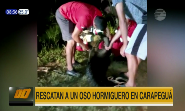 Rescataron a un oso hormiguero en Carapeguá | Telefuturo