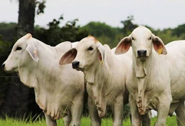Exportación cárnica a Israel: Senacsa insta a controlar el uso del pesticida fipronil