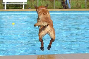 ¿Es conveniente que tus mascotas se den un chapuzón en las piscinas? - Mascotas - ABC Color