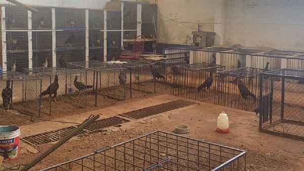 Fiscalía allana criadero clandestino de gallos de pelea en Lambaré