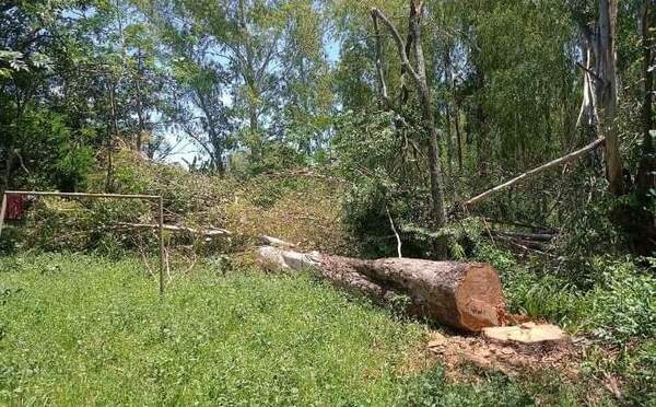 Denuncian un caso de tala de árbol en un colegio de San José de los Arroyos - Noticiero Paraguay