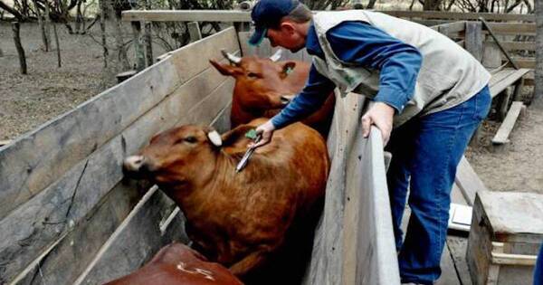 La Nación / Fiebre aftosa: hablan de la importancia de velar por la cadena de frío para inoculación eficaz