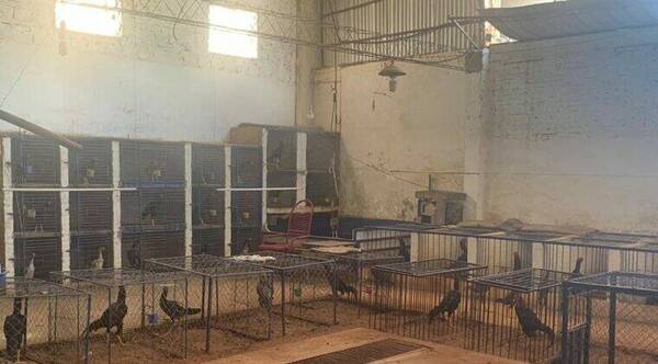 Crueldad animal: Rescatan 61 gallos usados para riñas