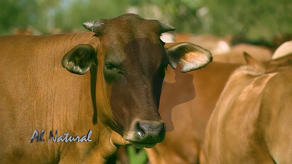 Al Natural: Vistamos la Estancia Campomoro - SNT