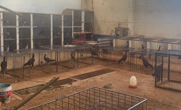 Fiscalía allana un criadero clandestino de gallos de riña en Lambaré