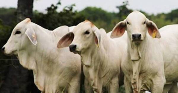 La Nación / El Senacsa sugiere controlar la utilización del pesticida fipronil