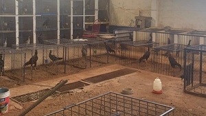 Allanan criadero clandestino de gallos de riña - Paraguaype.com